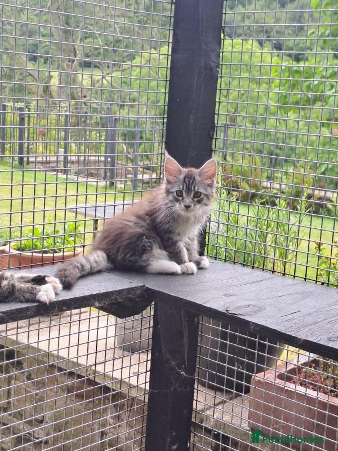 Maine Coon cats for sale: Maine Coon Kittens - Image 7