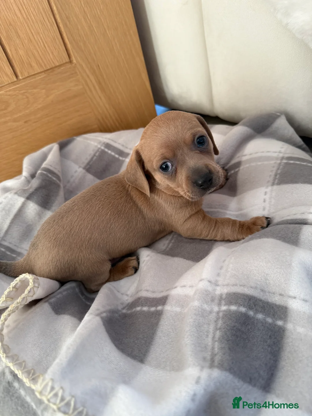 Chiweenie dogs for sale: Beautiful Chiweenie For sale - Advert 5