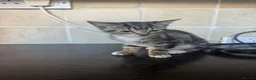 Mixed Breed cats for sale: Gorgeous Kittens  - Advert 13
