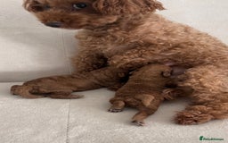 Toy Poodle dogs for sale:  **  toy poodles  - Image 1