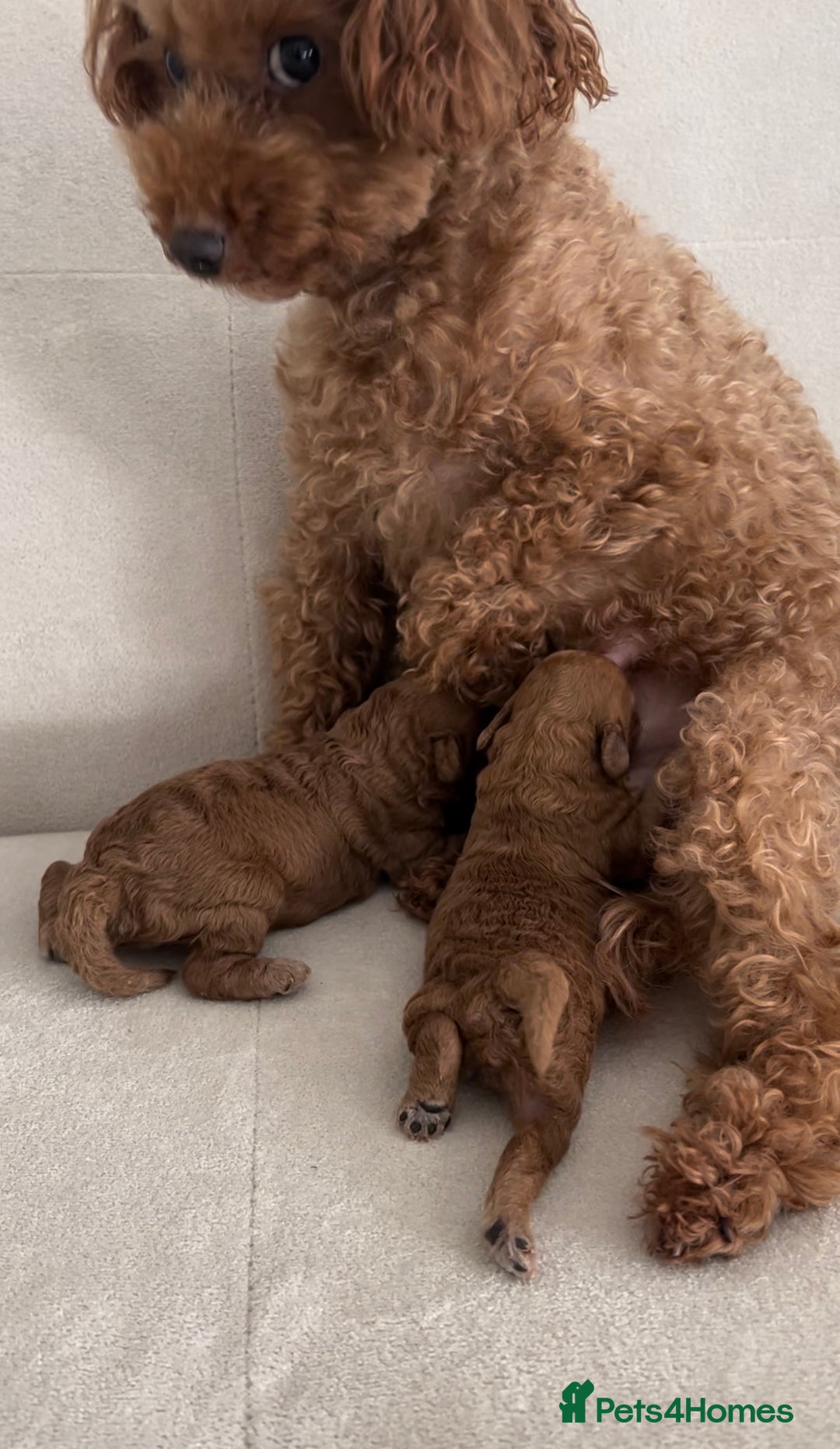 Toy Poodle dogs for sale:  **  toy poodles  - Image 1