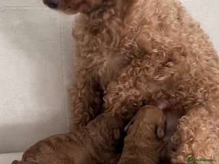 Toy Poodle dogs - Advert 16
