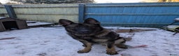 German Shepherd dogs for sale: Friendly, energetic German Shepherd dog 11 months - Advert 1
