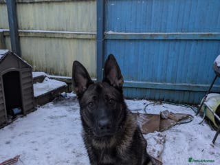 German Shepherd dogs Friendly, energetic German Shepherd dog 11 months - Advert 17