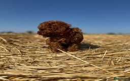 Toy Poodle dogs for sale: Toy Poodle Puppies–Asian Lines–Tiny Size - Image 11