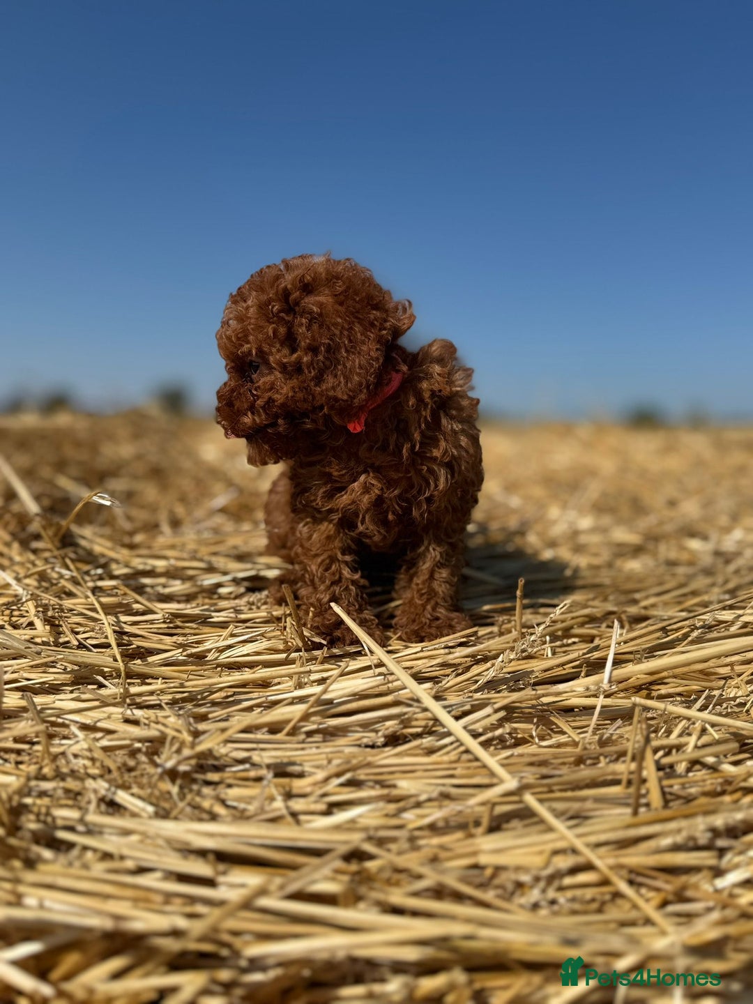 Toy Poodle dogs for sale: Toy Poodle Puppies–Asian Lines–Tiny Size - Image 11