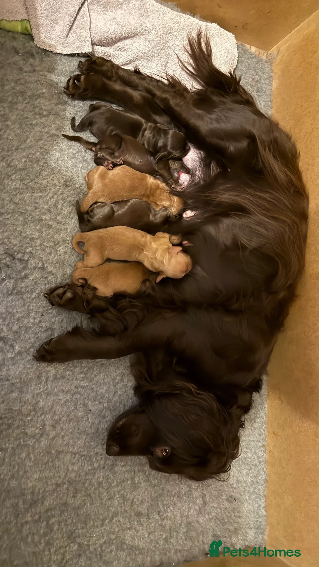 Cocker Spaniel dogs for sale: Working cocker spaniels - Advert 6