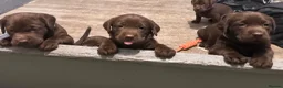 Labrador Retriever dogs for sale: Cutest puppies ever.  - Advert 10