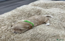 Maltipoo dogs for sale: 5 Gorgeous F1 Maltipoo Puppies *4 Girls Available* - Image 5