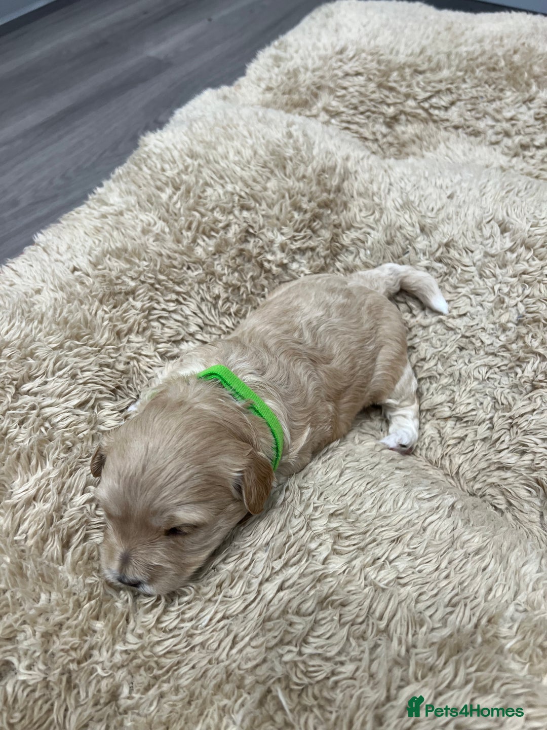 Maltipoo dogs for sale: 5 Gorgeous F1 Maltipoo Puppies *4 Girls Available* - Image 5