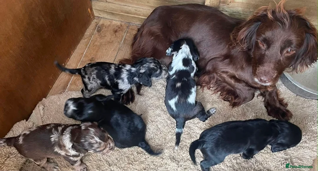 Cocker Spaniel dogs for sale: Cocker spaniel puppies  - Advert 2