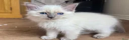 Ragdoll cats for sale: Ragdoll GCCF registered kittens - 9 weeks old - Advert 8