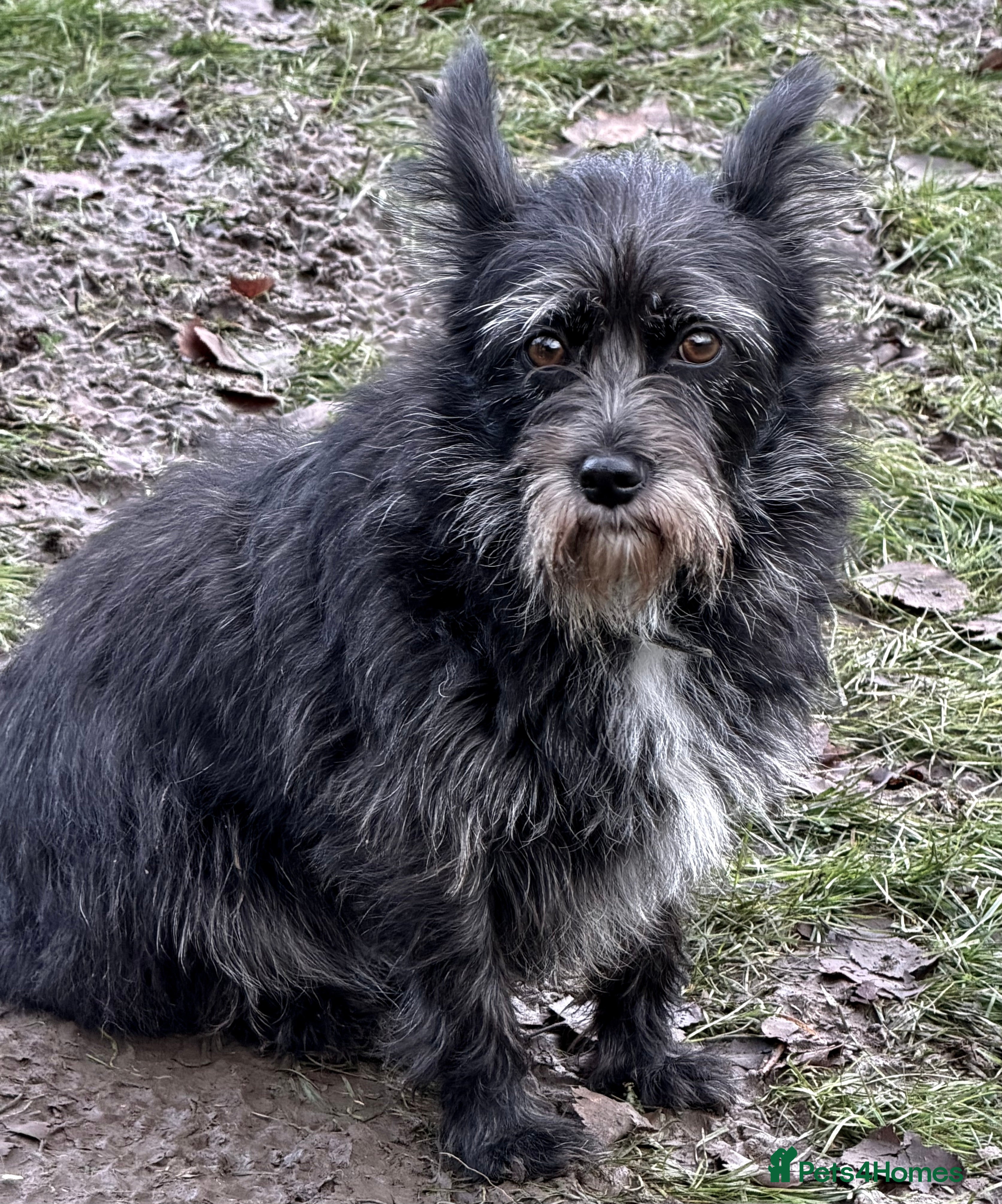 Norfolk Terrier dogs KNOPA – Female Norfolk Terrier - Advert 16