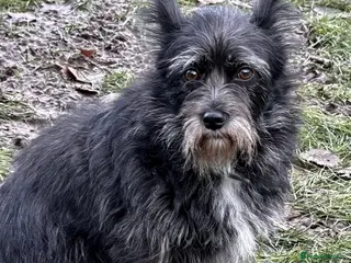 Norfolk Terrier dogs KNOPA – Female Norfolk Terrier - Advert 16