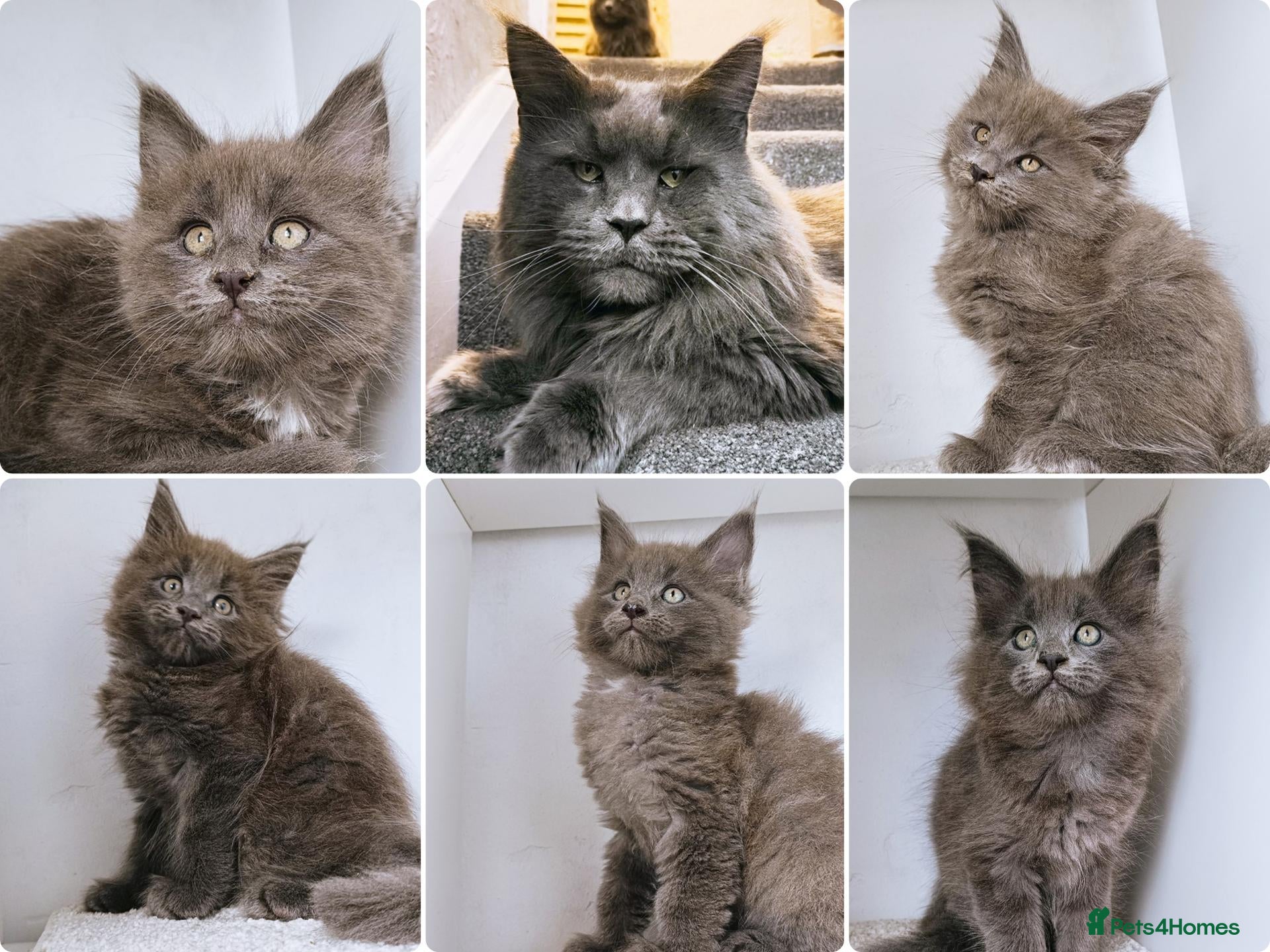 Maine Coon cats Blue maine coon kittens -DNA health tested parents - Advert 2