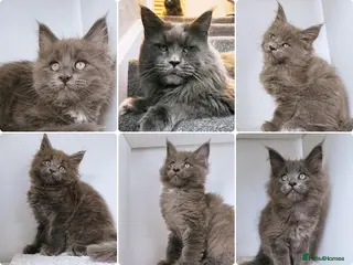 Maine Coon cats Blue maine coon kittens -DNA health tested parents - Advert 2