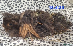 Guinea Pig rodents for sale: Bonded lunkarya and alpaca guinea pigs  - Image 3