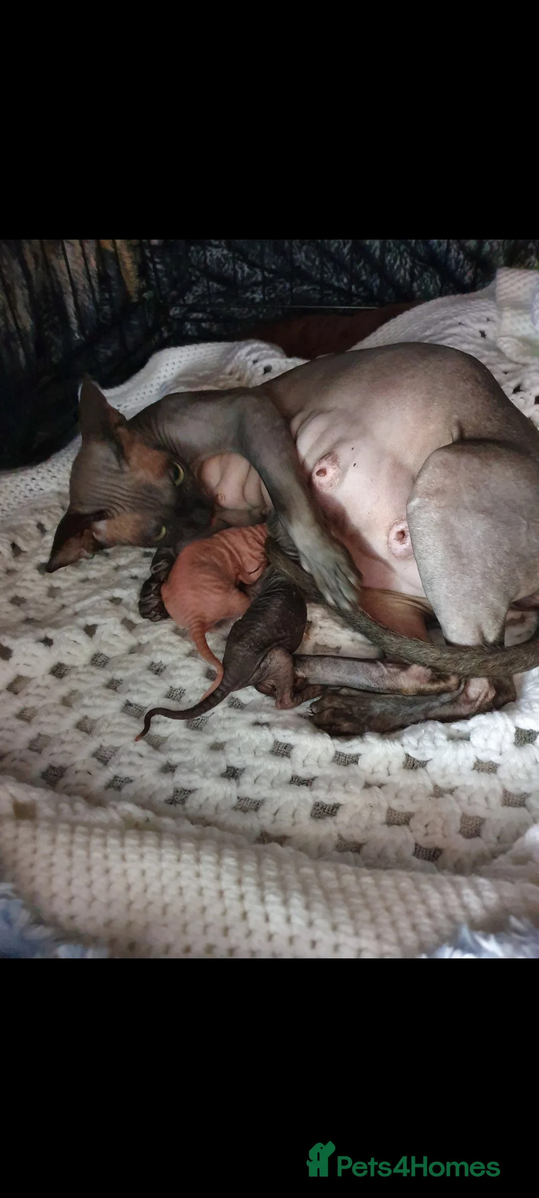 Sphynx cats for sale: Sphynx kittens - Advert 1