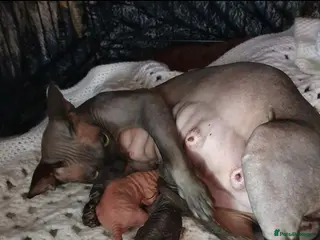 Sphynx cats Sphynx kittens - Advert 14