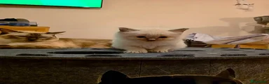 Ragdoll 2