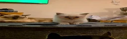 Ragdoll cats for sale: Two male Ragdoll kittens - Advert 5