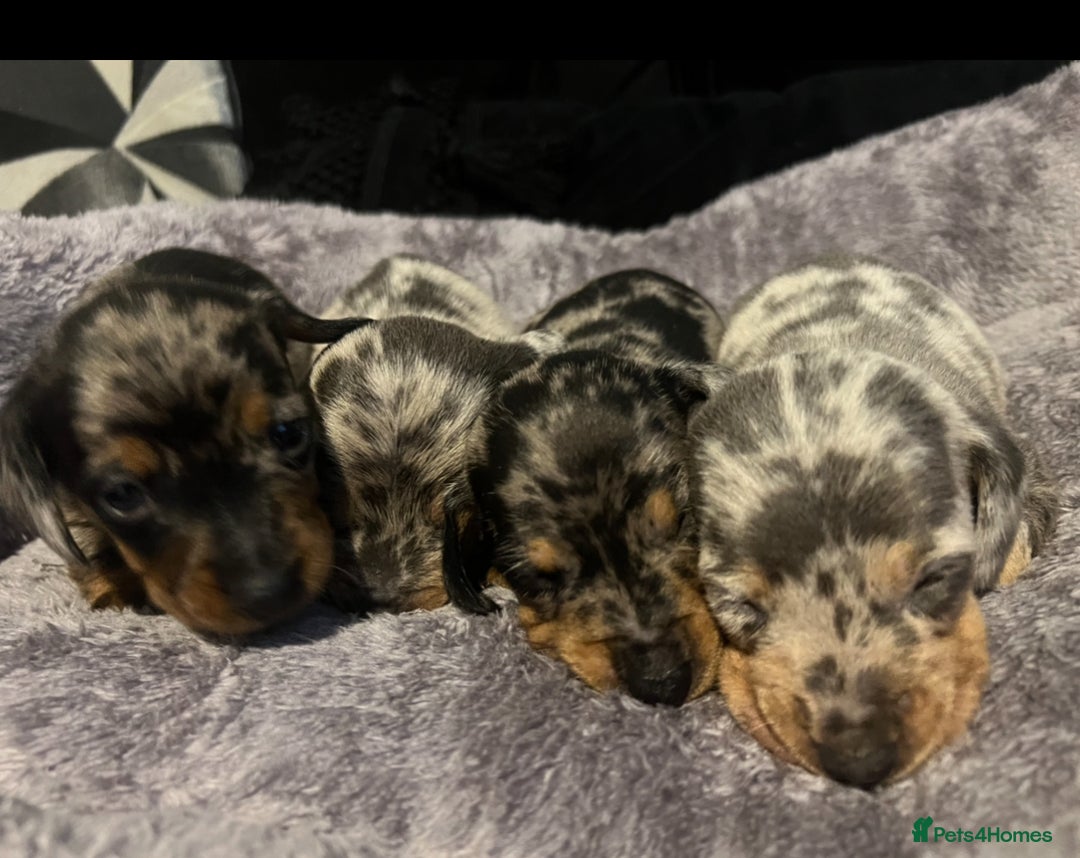 Dachshund dogs for sale: Dapple dachshunds  - Advert 2
