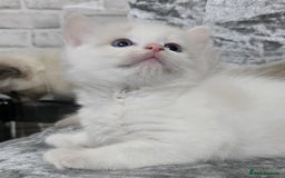 Ragdoll cats for sale: STUNNING RAGDOLL MALE KITTENS - Image 11