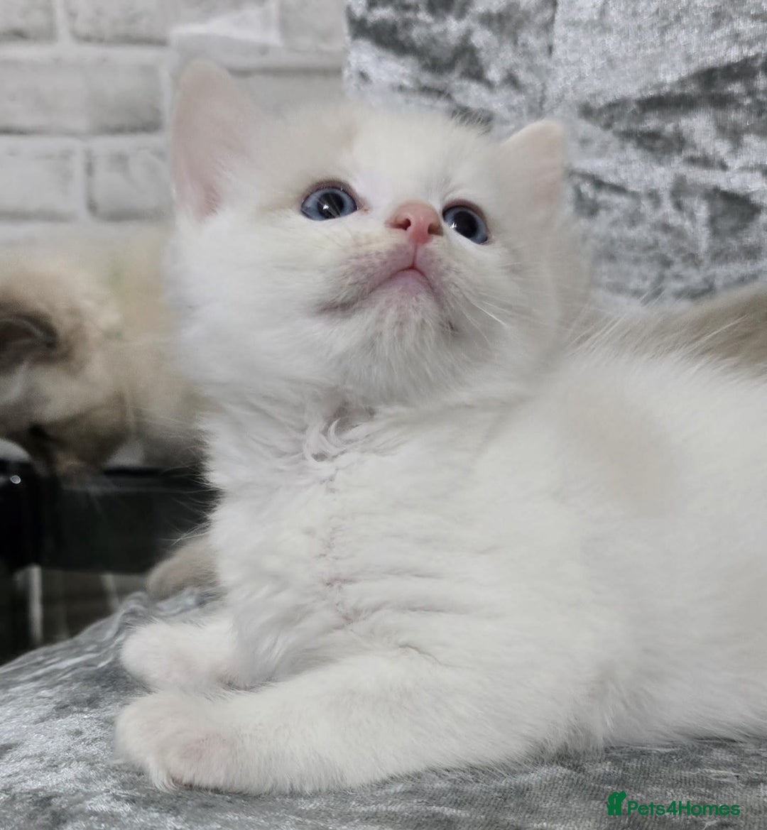 Ragdoll cats for sale: STUNNING RAGDOLL MALE KITTENS - Image 11