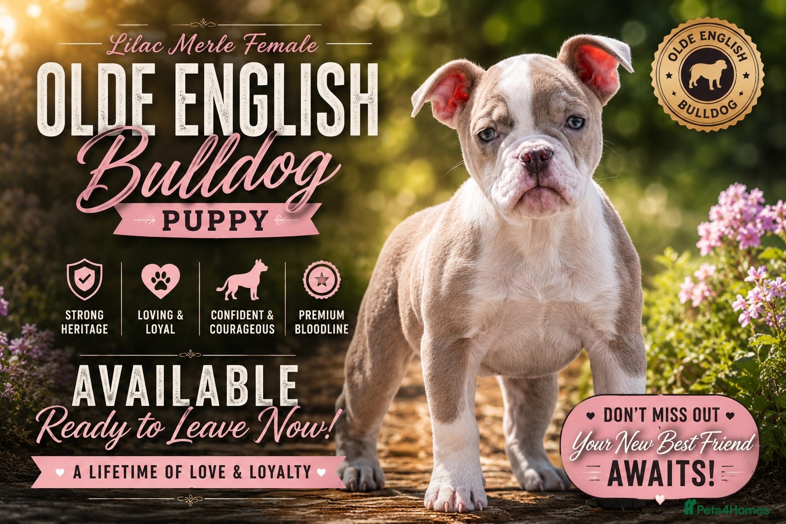 Old Tyme Bulldog dogs 23 YEARS, EXPERIENCE, 5 STAR RATED, LICENSED - Advert 5
