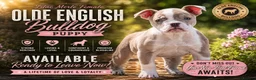 Old Tyme Bulldog dogs for sale: 23 YEARS, EXPERIENCE, 5 STAR RATED, LICENSED - Advert 3