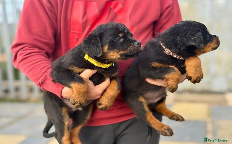 Rottweiler dogs in Lanark - Advert 2