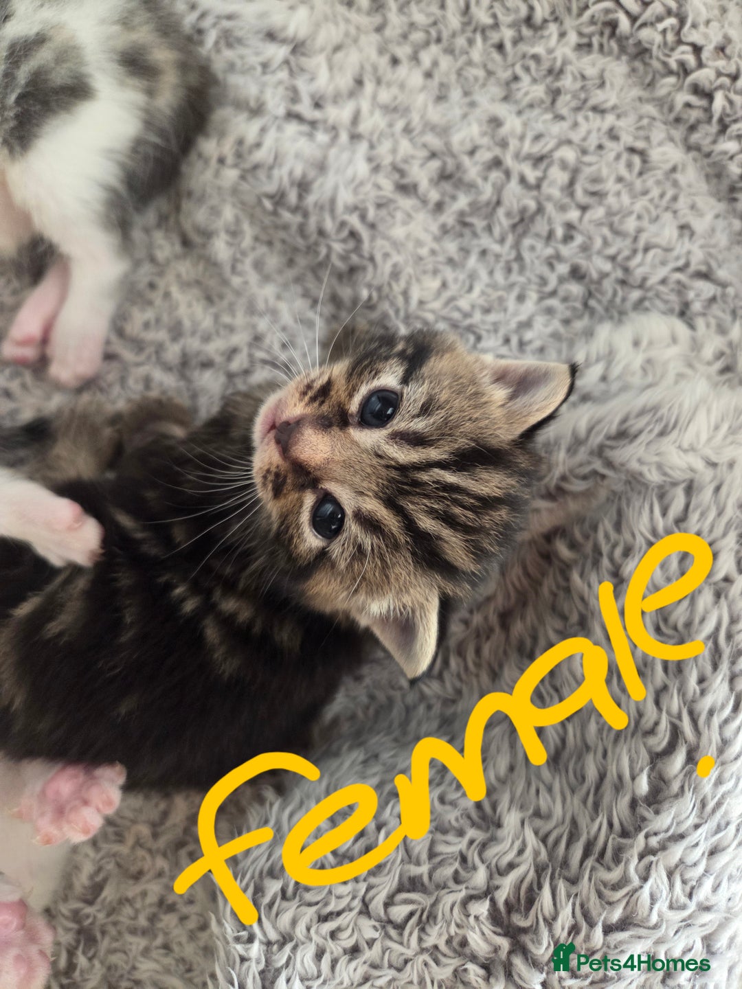 Mixed Breed cats for sale: 4 beautiful mixed breed kittens  - Advert 5