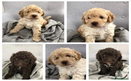 Miniature Poodle dogs for stud: KC registered / health tested / colour tested  in Bolton - Image 15
