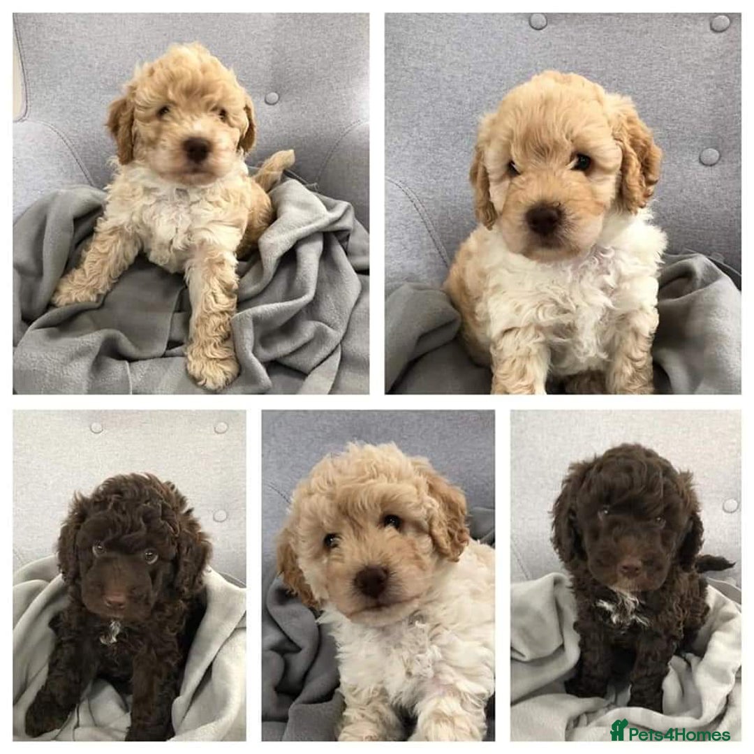 Miniature Poodle dogs for stud: KC registered / health tested / colour tested  in Bolton - Image 15