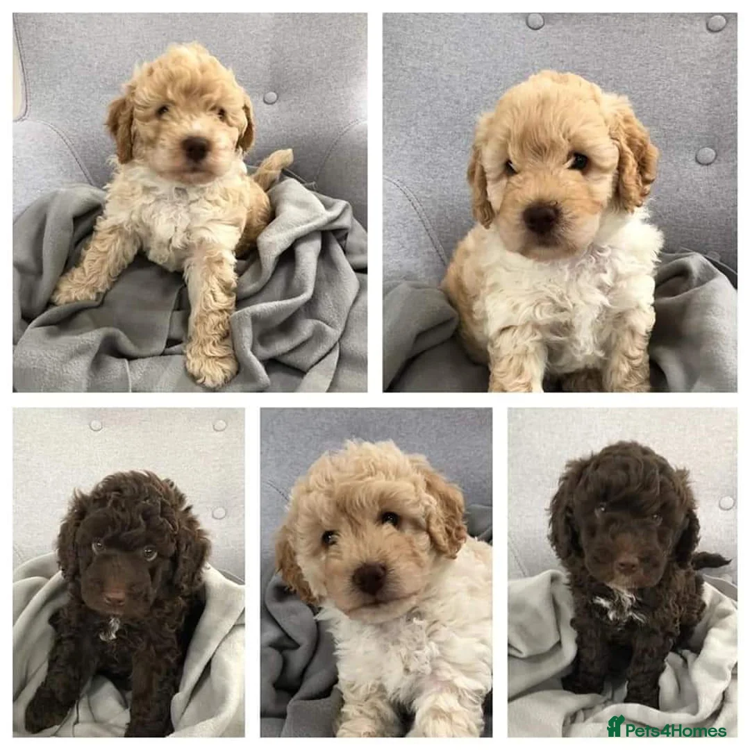 Miniature Poodle dogs for stud: KC registered / health tested / colour tested  in Bolton - Advert 15