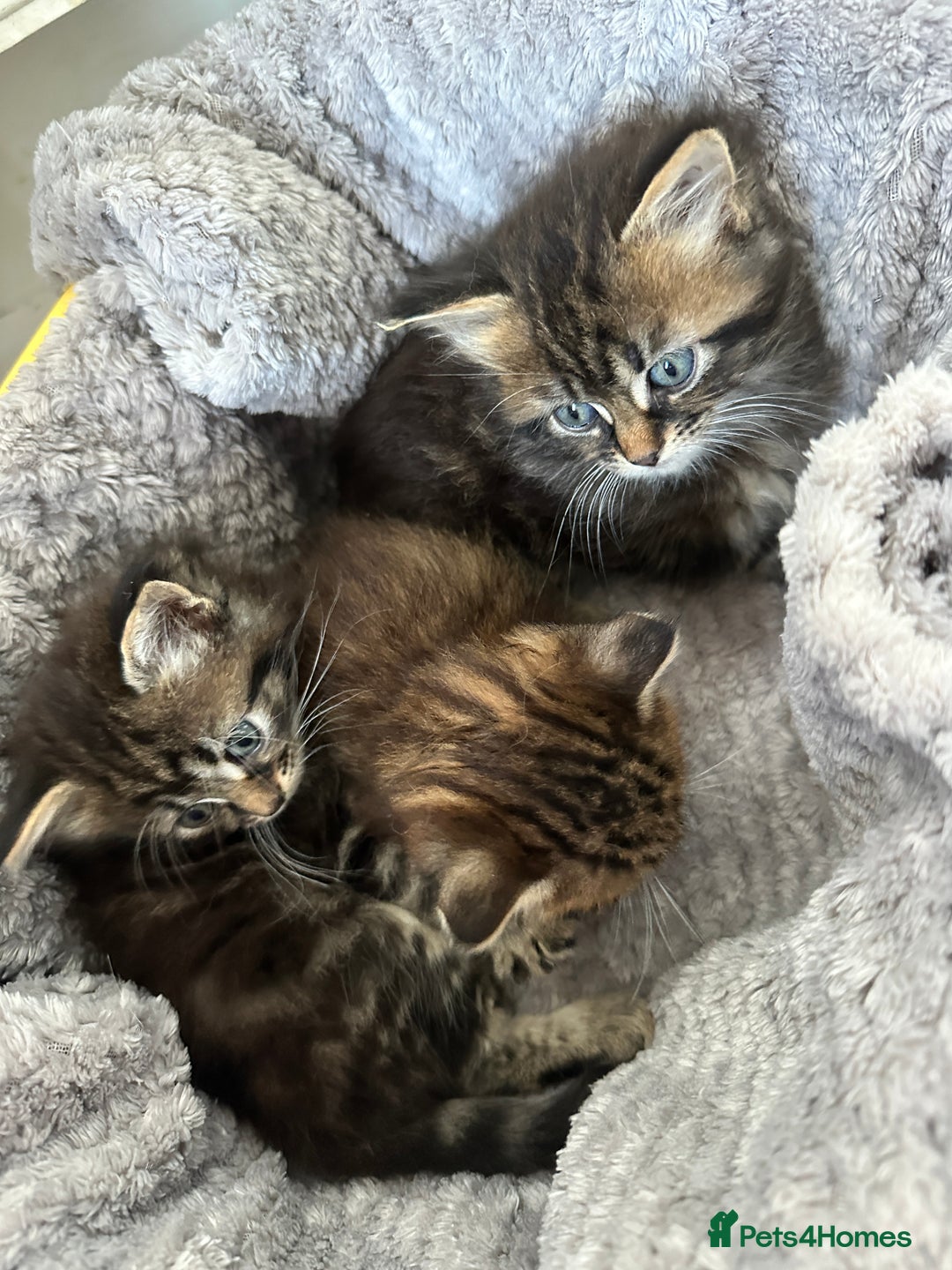 Mixed Breed cats for sale: Ragdoll Cross Kittens, 2 boys 1 girl - Advert 12