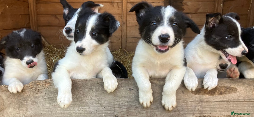 Border Collie dogs for sale: Pure border collies ready now  - Image 6