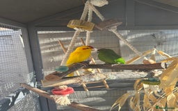 Parakeets birds for sale: Pair of kakarikis  - Image 1
