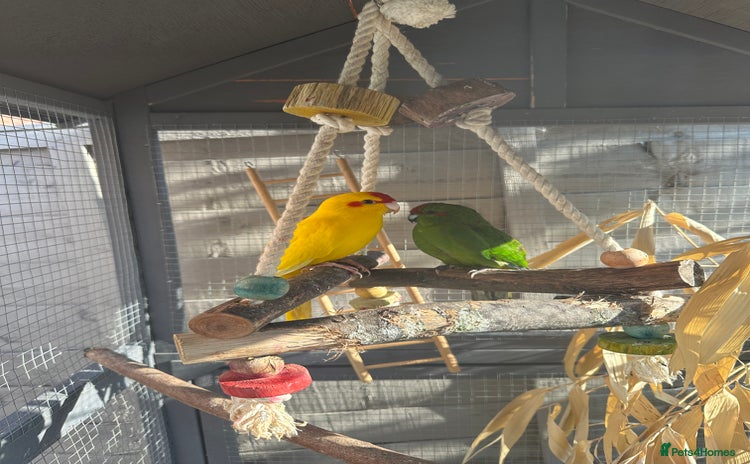 Parakeets birds - Advert 6