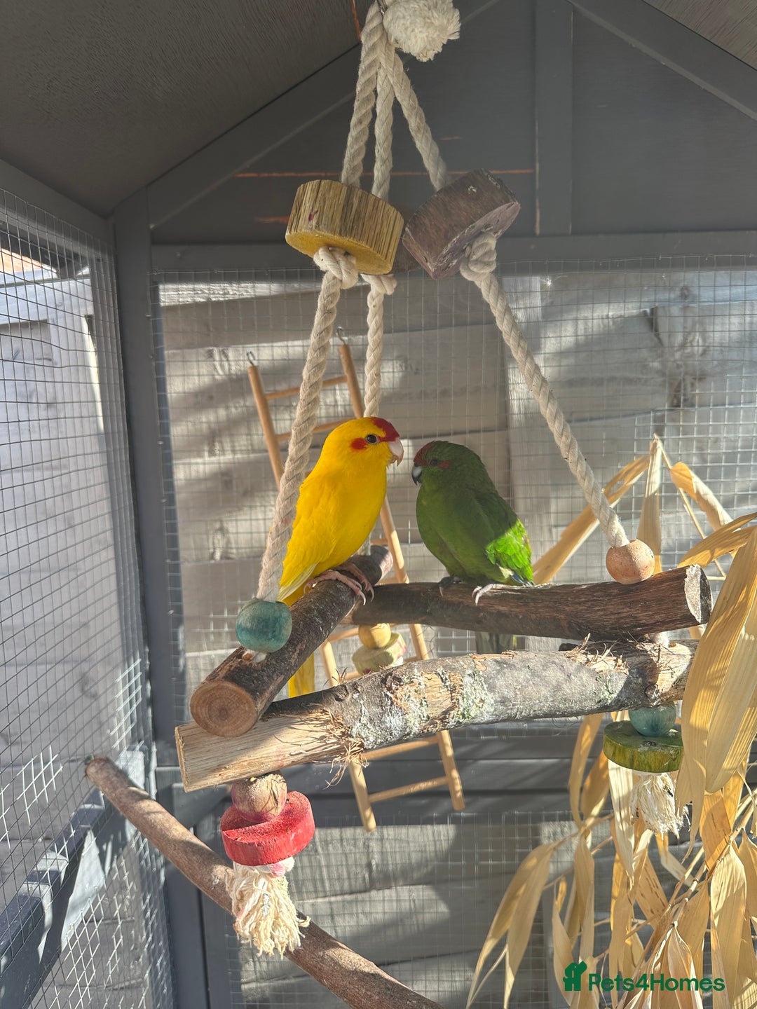 Parakeets birds for sale: Pair of kakarikis  - Image 1