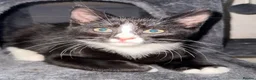 Mixed Breed cats for sale: 4 Gorgeous and playful kittens - Advert 3