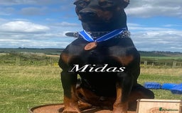 Dobermann dogs for sale: F1b Working Dobermann Puppies  - Image 10