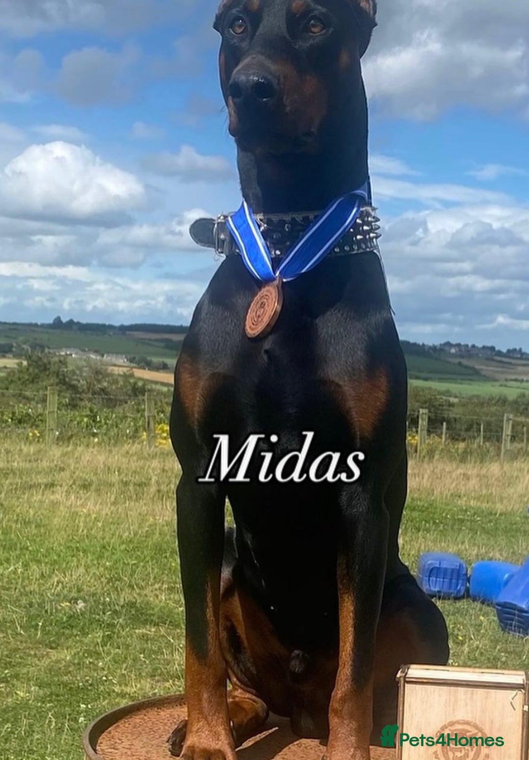 Dobermann dogs for sale: F1b Working Dobermann Puppies  - Image 10