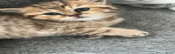 British Shorthair cats for sale: British shorthairs for sale - Advert 7