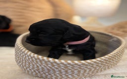 Mixed Breed dogs for sale: Cocker Sproodle Puppies ready 16/12 - Advert 10