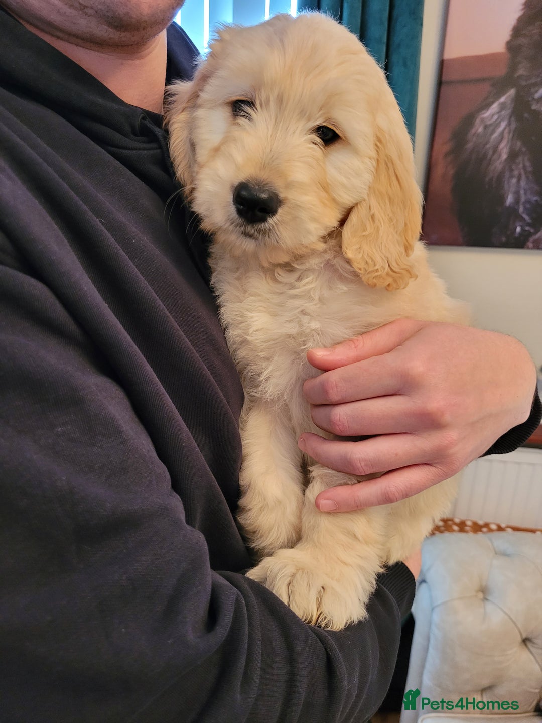 Goldendoodle dogs for sale: Goldendoodles F1, both parents hip scored          - Advert 4