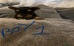 Mixed Breed dogs for sale: Biewer Yorkshire Terrier puppies for sale - Image 12