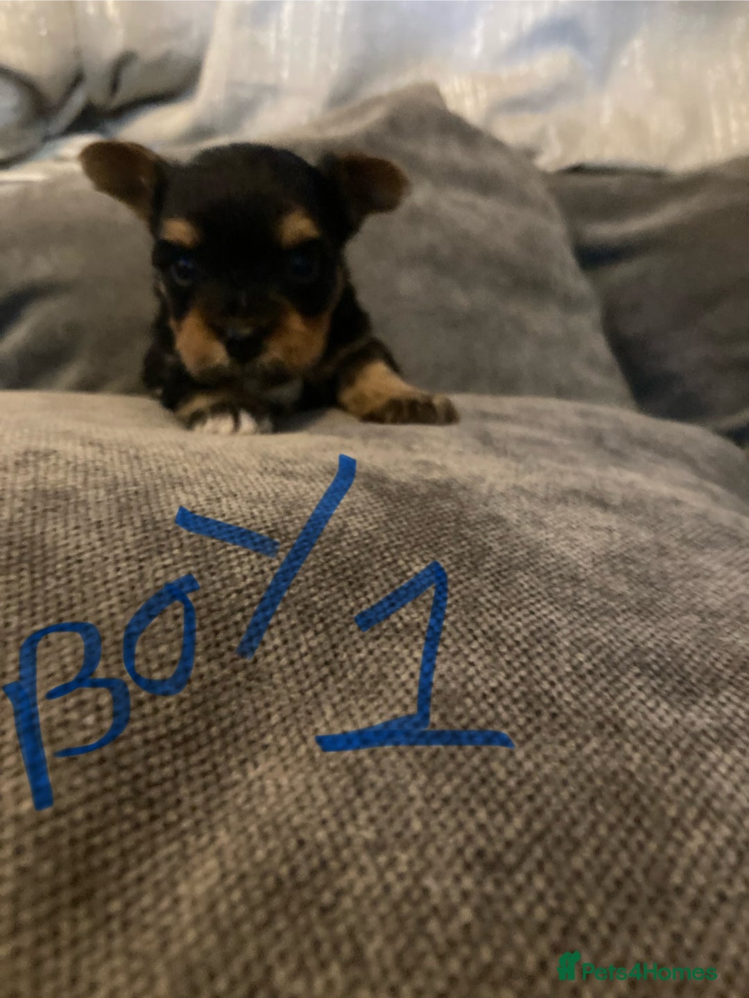 Mixed Breed dogs for sale: Biewer Yorkshire Terrier puppies for sale - Image 12