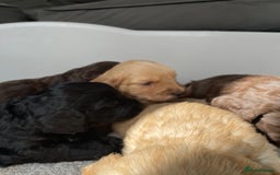 Cockapoo dogs for sale: F1 cockapoo p,r.a clear test - Image 29