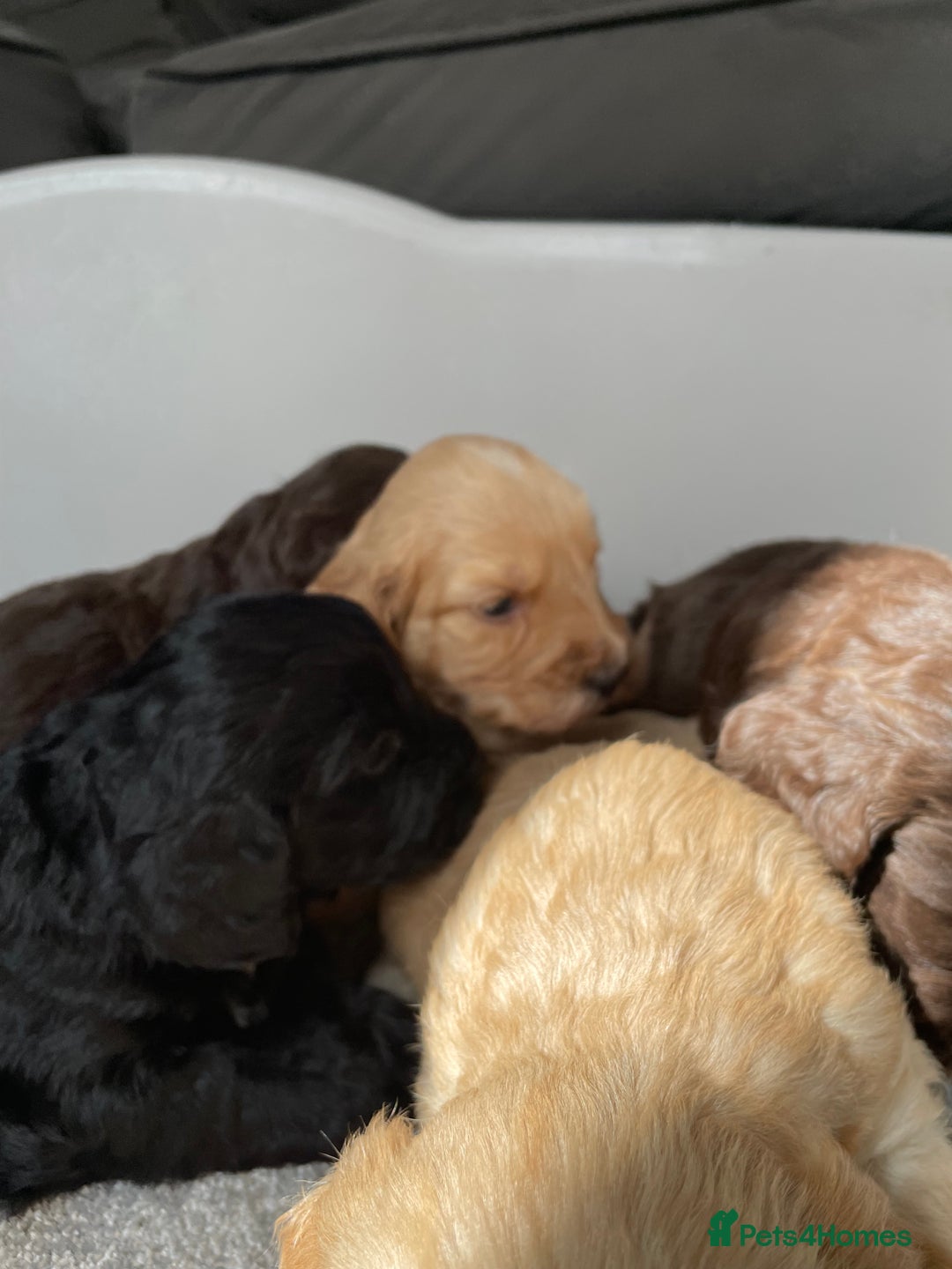 Cockapoo dogs for sale: F1 cockapoo p,r.a clear test - Image 29